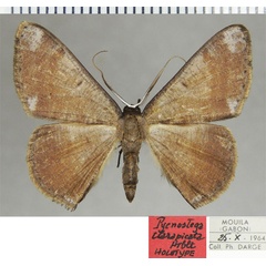 /filer/webapps/moths/media/images/C/clarapicata_Pycnostega_HT_ZSMa.jpg