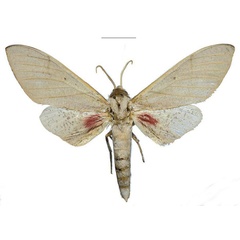 /filer/webapps/moths/media/images/U/ukambaniensis_Neoclanis_PTM_ZSM_04a.jpg