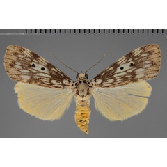 /filer/webapps/moths/media/images/M/meridionalis_Digama_AF_Fiebig.jpg