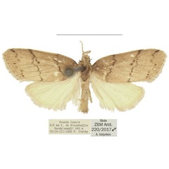 /filer/webapps/moths/media/images/G/griveaudi_Spatulosia_AM_ZSM.jpg