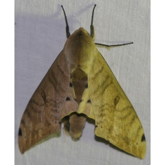 /filer/webapps/moths/media/images/A/admatha_Pierreclanis_A_Jorpeland.jpg