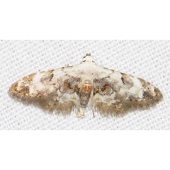 /filer/webapps/moths/media/images/L/legraini_Araeopteron_A_Braun_03.jpg