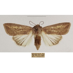 /filer/webapps/moths/media/images/U/umbrigera_Mythimna_AF_TMSA_02.jpg