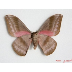 /filer/webapps/moths/media/images/A/alopia_Gonimbrasia_A_Albertb_01.jpg