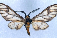 Thyretes signivenis