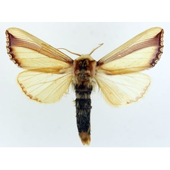 /filer/webapps/moths/media/images/V/vittata_Antheua_AM_ISEA.jpg