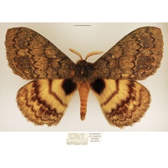 /filer/webapps/moths/media/images/M/mariana_Janomima_AM_TMSA_02.jpg