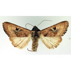 /filer/webapps/moths/media/images/C/cinisigna_Conservula_AM_Aulombard_02.jpg