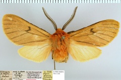 Metarctia hebenoides