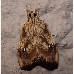 /filer/webapps/moths/media/images/P/pavonana_Crocidolomia_A_Heyns_01.jpg