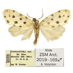 /filer/webapps/moths/media/images/T/tanzaniae_Siccia_PTM_ZSM.jpg