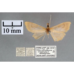 /filer/webapps/moths/media/images/C/caffralis_Crocidophora_PT_OUMNH_01.jpg