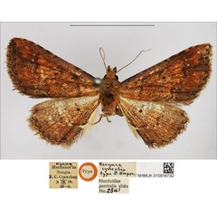 /filer/webapps/moths/media/images/I/ignealis_Cerynea_HT_NHMUK.jpg