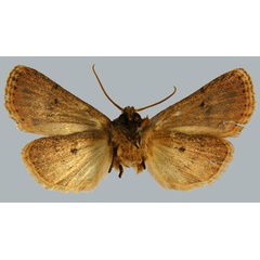 /filer/webapps/moths/media/images/A/australis_Carelis_HT_MNHNb.jpg