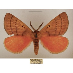 /filer/webapps/moths/media/images/S/subrosea_Hemijana_AM_TMSA_02.jpg