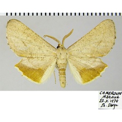 /filer/webapps/moths/media/images/A/aurivena_Coenina_AM_ZSM.jpg