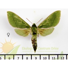 /filer/webapps/moths/media/images/E/ellisoni_Chaerocina_AF_SMCR_02.jpg