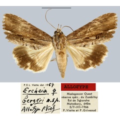 /filer/webapps/moths/media/images/B/bergeri_Ercheia_AT_MNHN.jpg