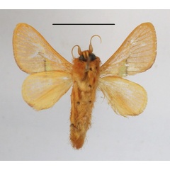 /filer/webapps/moths/media/images/V/viridiplaga_Delorhachis_A_MGCLb_01.JPG