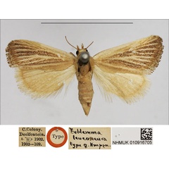 /filer/webapps/moths/media/images/L/leuconeura_Eublemma_STF_NHMUK.jpg