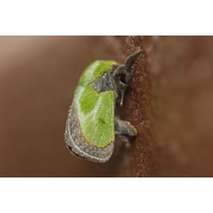 /filer/webapps/moths/media/images/V/viridimixta_Latoia_A_Voaden.jpg