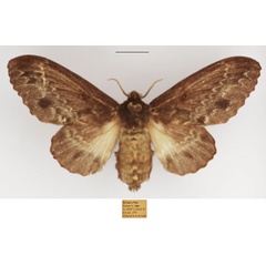 /filer/webapps/moths/media/images/O/obscura_Cymatopacha_AF_TMSA.jpg