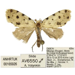 /filer/webapps/moths/media/images/C/conicarina_Siccia_PTM_ANHRT.jpg