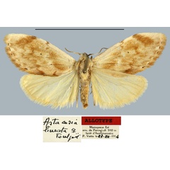 /filer/webapps/moths/media/images/L/lineata_Astacosia_AT_MNHN.jpg