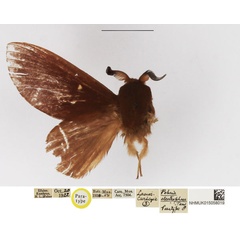 /filer/webapps/moths/media/images/E/electrophaea_Pehria_PTM_NHMUK.jpg