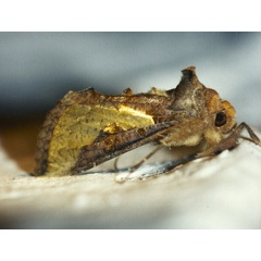 /filer/webapps/moths/media/images/O/orichalcea_Thysanoplusia_A_Roland_01.jpg