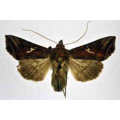 /filer/webapps/moths/media/images/P/polyteles_Ctenoplusia_AM_NHMO.jpg
