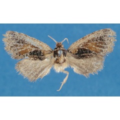/filer/webapps/moths/media/images/W/winteri_Moyencharia_HT_Lehmann_jjJLSDJ.jpg