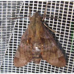 /filer/webapps/moths/media/images/M/milvus_Macroglossum_A_Bippus.jpg