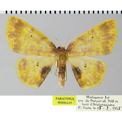 /filer/webapps/moths/media/images/V/vitrata_Chrysocraspeda_PTF_ZSM.jpg