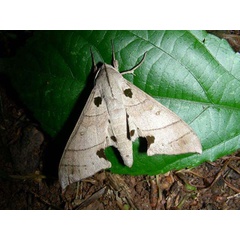 /filer/webapps/moths/media/images/C/carteri_Polyptychus_A_Goff_03.jpg