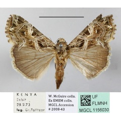 /filer/webapps/moths/media/images/Y/yerburii_Callopistria_A_MGCLa_01.JPG