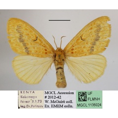 /filer/webapps/moths/media/images/X/xanthospila_Mylantria_AF_MGCLa_02.JPG