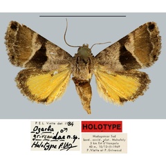 /filer/webapps/moths/media/images/G/griveaudae_Ozarba_HT_MNHN.jpg