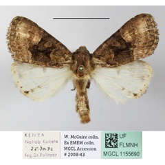 /filer/webapps/moths/media/images/M/melanocycla_Euplexia_A_MGCL_01.JPG