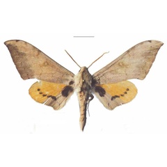/filer/webapps/moths/media/images/P/postica_Pseudoclanis_AM_EMEM_04a.jpg