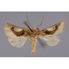 /filer/webapps/moths/media/images/C/crescentica_Metappana_A_RMCA_01.jpg