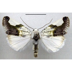/filer/webapps/moths/media/images/M/margaritata_Acontia_AM_Fiebig.jpg
