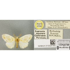 /filer/webapps/moths/media/images/O/oxyptera_Euproctis_PTM_BMNH_03a.jpg