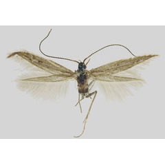 /filer/webapps/moths/media/images/R/rocherpanensis_Coleophora_HT_ZMHB.jpg