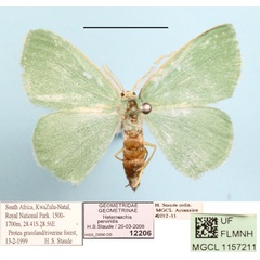 /filer/webapps/moths/media/images/P/perviridis_Heterorachis_A_MGCLa_01.JPG