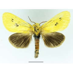 /filer/webapps/moths/media/images/A/anomala_Antheua_AM_Basquin_01.jpg