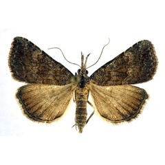 /filer/webapps/moths/media/images/E/elfriedae_Hypena_A_NHMO.jpg