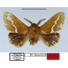 /filer/webapps/moths/media/images/L/legraini_Callipozoma_HT_MNHN.jpg