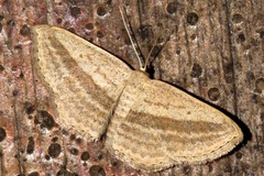 Scopula bigeminata