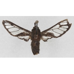 /filer/webapps/moths/media/images/A/albomaculata_Pseudodiptera_HT_RMCA_01.jpg